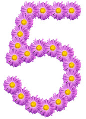 number 5 composed of colors purple asters. Isolated on white bac