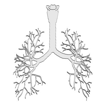 2d cartoon illustration of bronchi