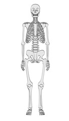 2d cartoon illustration of human skeleton