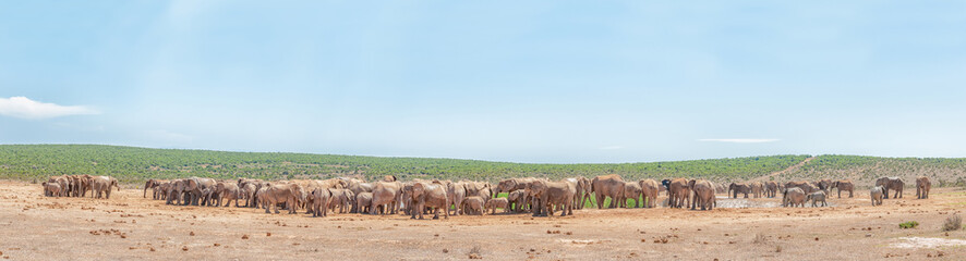 Fototapeta na wymiar More than 200 elephants waiting to drink
