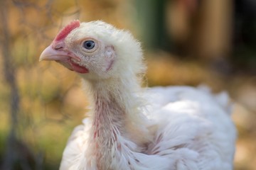 Junges Masthuhn in Freilaufhaltung 