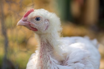 Junges Masthuhn in Freilaufhaltung 