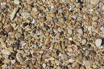 Shells and stones on the sand beach top view