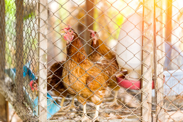 Brown hens is in the cage. closeup of photo