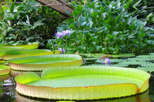 Fototapeta tropical plants