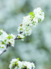 Closeup of Cherry Flower at Blossom