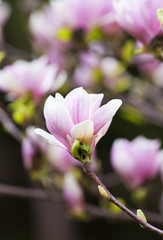Fototapeta na wymiar Closeup of Magnolia Flower at Blossom