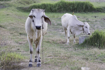 White cow standing in the field of rural Thailand
