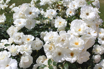 White rose flowers in the garden