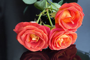 Soft full blown red-orange roses on black background