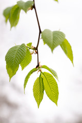 Carpinus Betulus Leaves