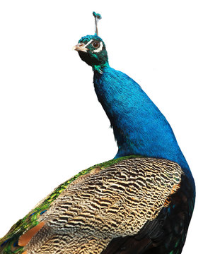Fototapeta Male indian peacock (Pavo cristatus) isolated on white background