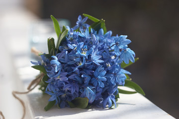 blue spring flowers
