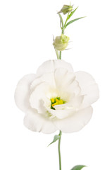 Beauty white flower isolated on white. Eustoma