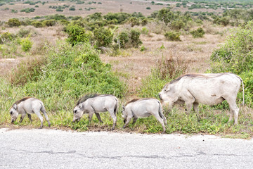 Naklejka na ściany i meble Female warthog with three piglets