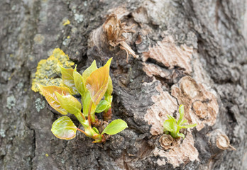 Young Poplar Leaves