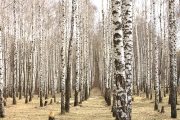 Peel and stick wall murals Birch grove Trunks of birch trees. Birch grove in early spring.