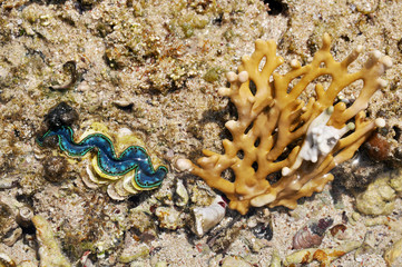 Sea coral with large living green seashell on the bottom of the red sea, Egypt 