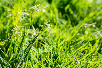 Morning Grass Macro