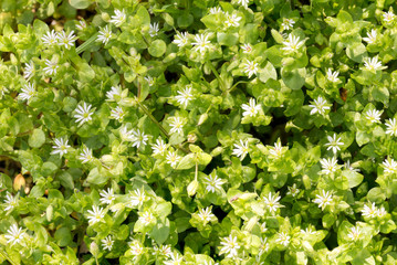 Fototapeta na wymiar White Stellaria Media Flowers