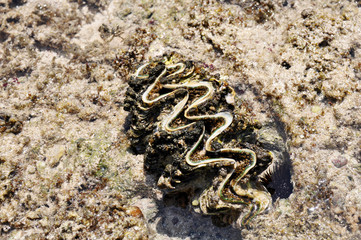 Big blue shell on the bottom of the red sea in Egypt close up   