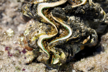 Big blue shell on the bottom of the red sea in Egypt close up   