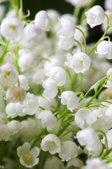 Blooming Lily of the valley in spring garden 