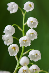 Fototapeta na wymiar Blooming Lily of the valley in spring garden 