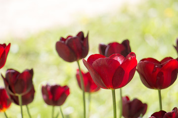 Obraz premium Tulip flower