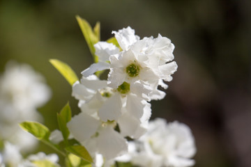 
Spring flowers