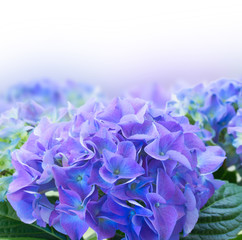 border of blue hortensia flowers