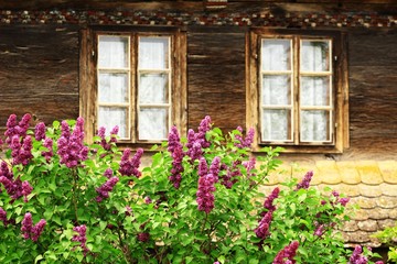 Fototapeta na wymiar Lilac flowers and rustic windows in background