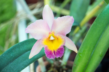 Beautiful orchid
