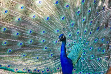 Fototapeta premium Pfau schlägt Rad, Makro