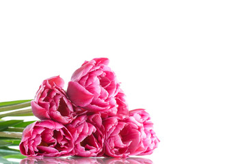 Beautiful bouquet of red  tulips 