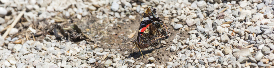 Admiral, Schmetterling am Boden