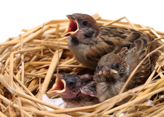 Sparrow chicks waiting to be fed