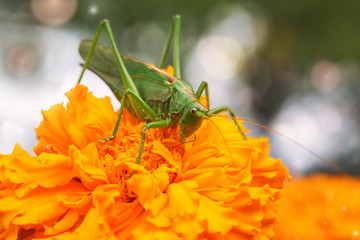 Grasshopper sits on a marigold.