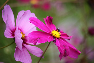 Fototapeta premium Flowers