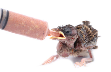 Baby bird sparrow eating food in syringe.Sparrows eat for dividi