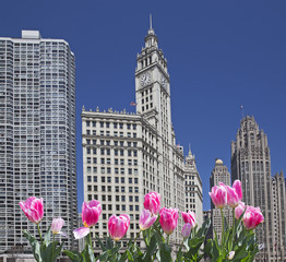 View of downtown Chicago with pink tulips