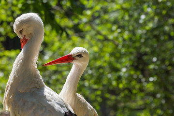 Zwei Störche bei der Fellpflege