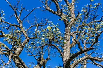 Fototapeta premium Blooming apple tree