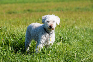 White poodle on meadow