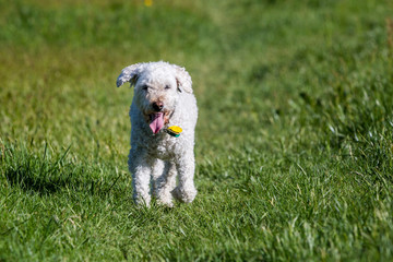 White poodle on meadow