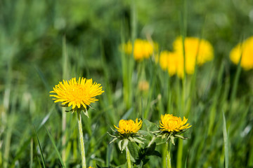 Meadow in springtime