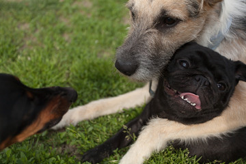 Dog Hug