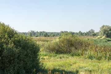 Fototapeta premium Summer Rural Landscape