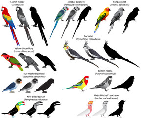 Collection of different species of parrots. Colour and black-and-white vector.