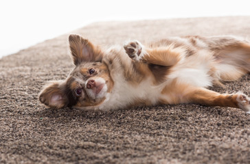 Kleiner Hund liegt auf einem flauschigen Teppich - Chihuahua auf Teppich